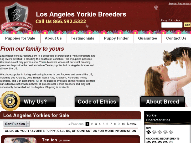 www.losangelesyorkiebreeders.com