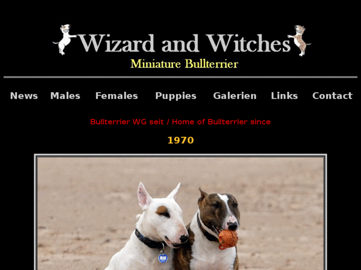 www.miniature-bull-terrier.com