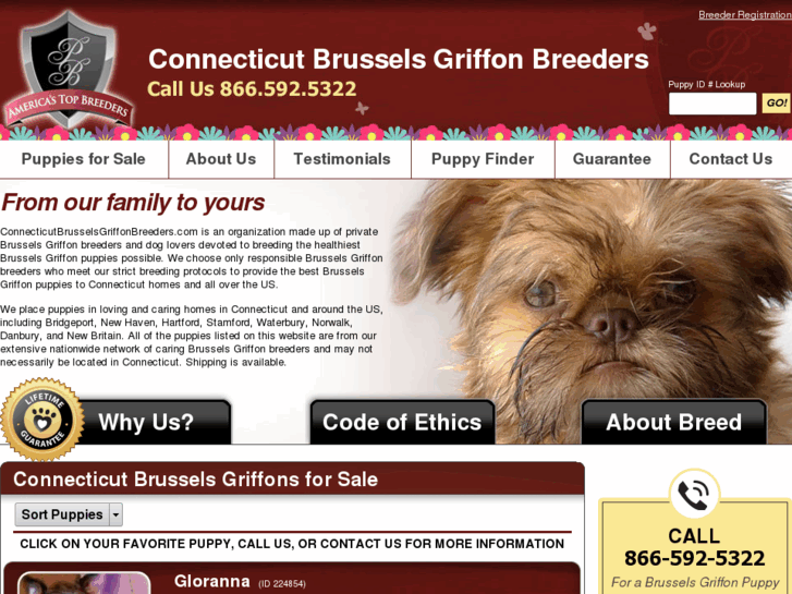 www.connecticutbrusselsgriffonbreeders.com