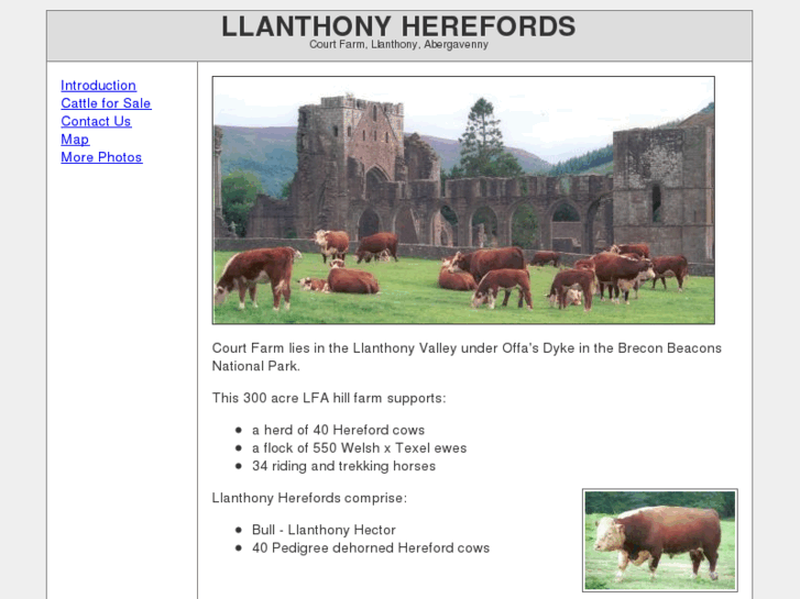 www.llanthonyherefords.com