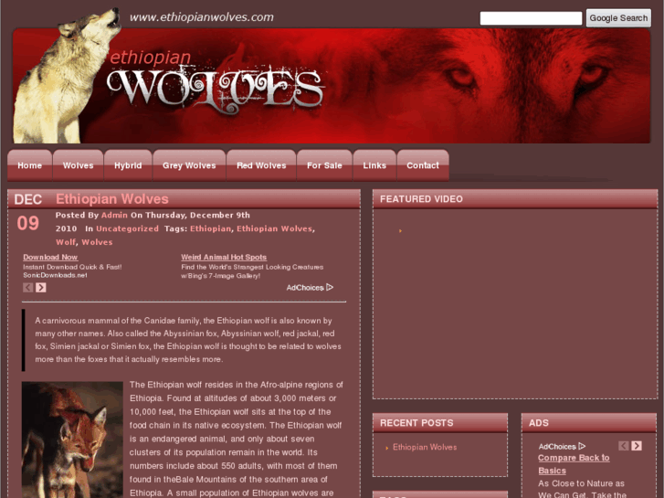 www.ethiopianwolves.com