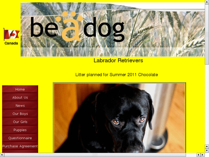 www.beadog.com