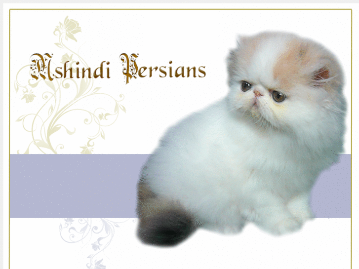 www.mshindipersians.com