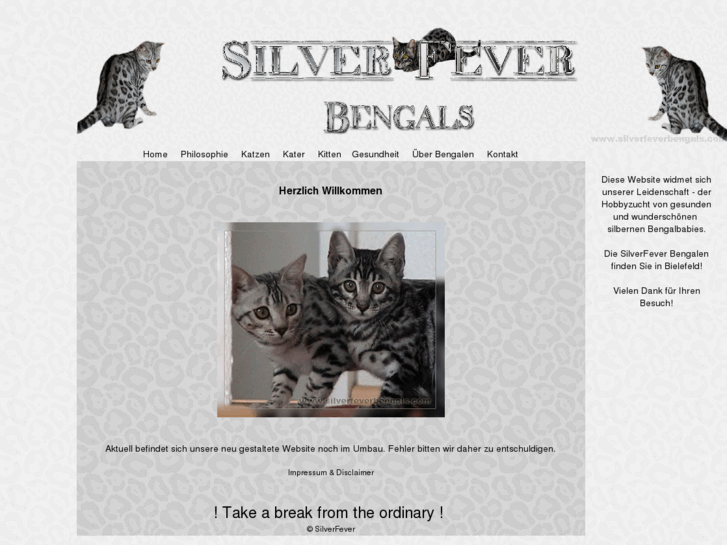 www.silverfeverbengals.com