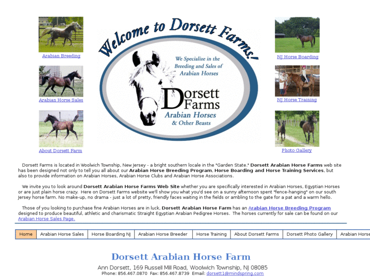 www.dorsettarabians.com