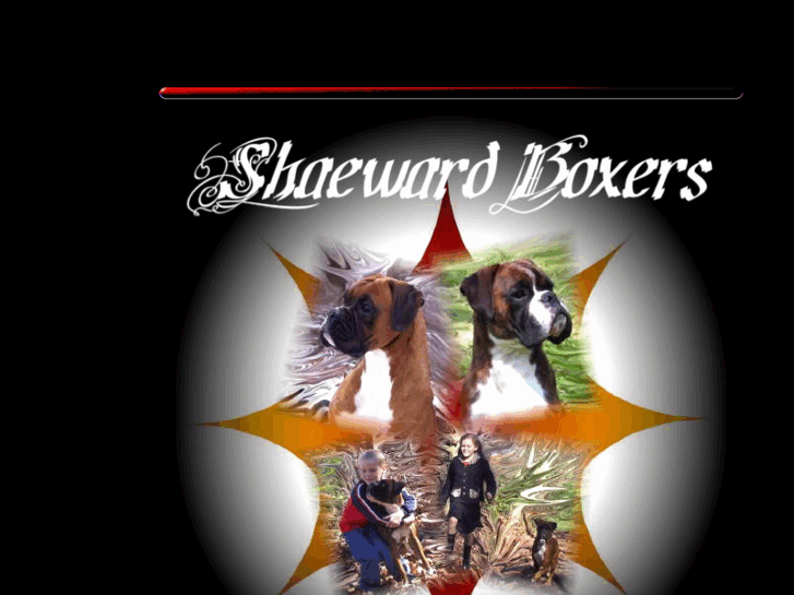 www.shaewardboxers.com