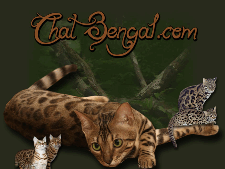 www.chat-bengal.com