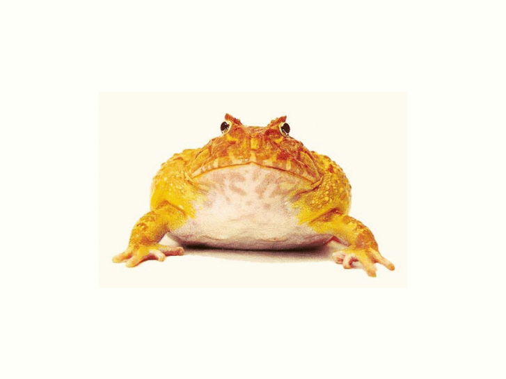 www.yellowtoad.com