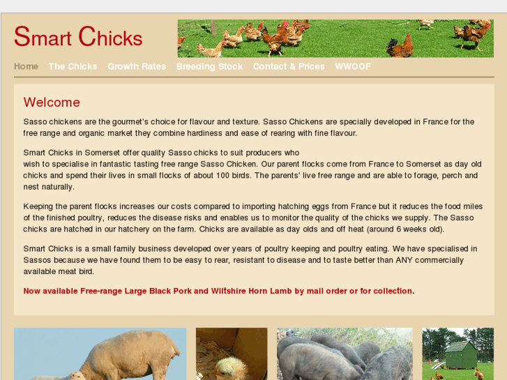 www.smart-chicks.co.uk