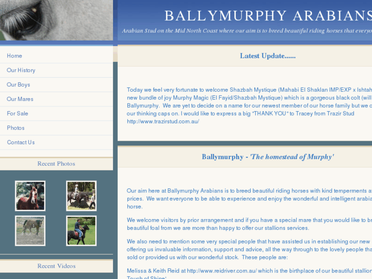 www.ballymurphyarabians.com