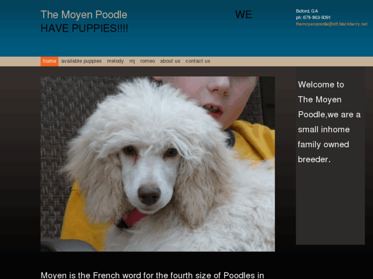 www.thekleinpoodle.com