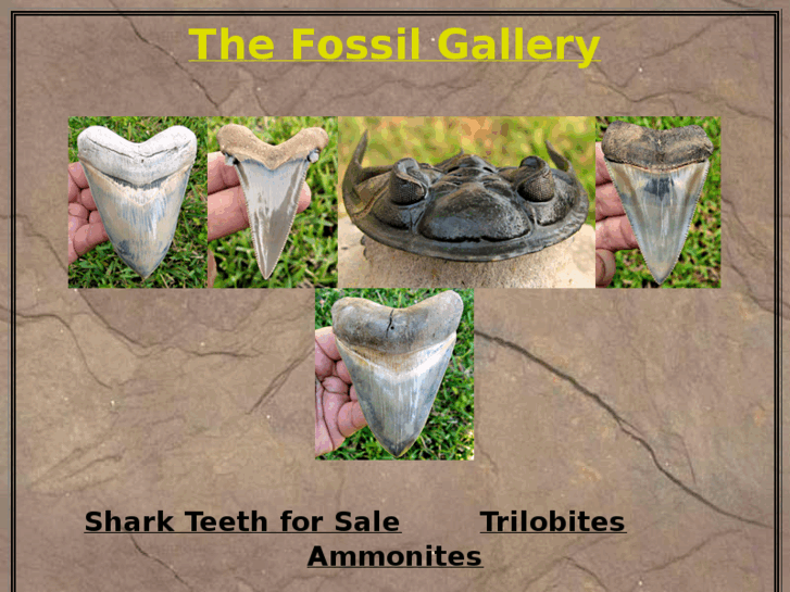 www.thefossilgallery.com