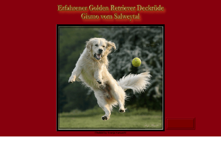 www.gismo-goldenretriever.de