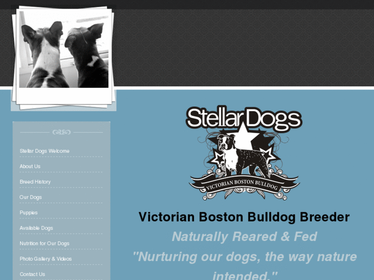 www.stellardogs.ca