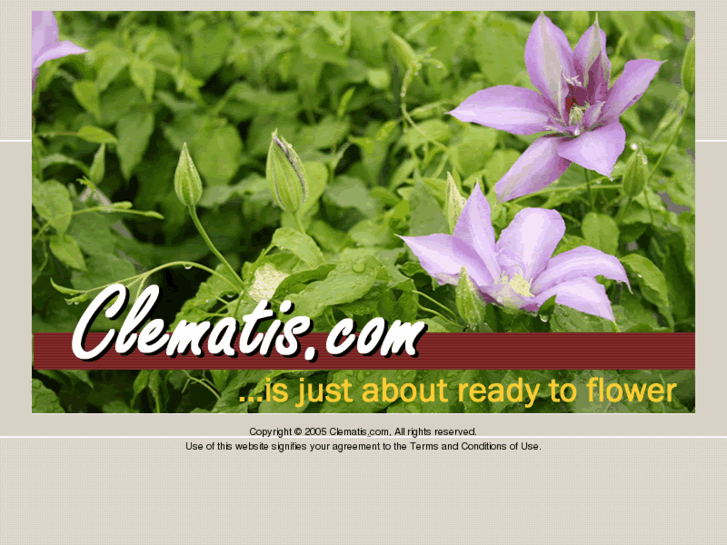 www.clematis.com