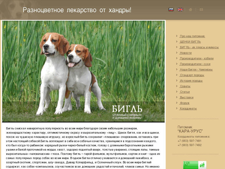 www.beagle-club.com