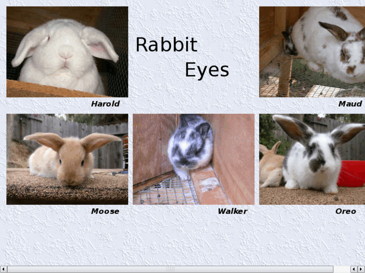 www.rabbiteyes.com