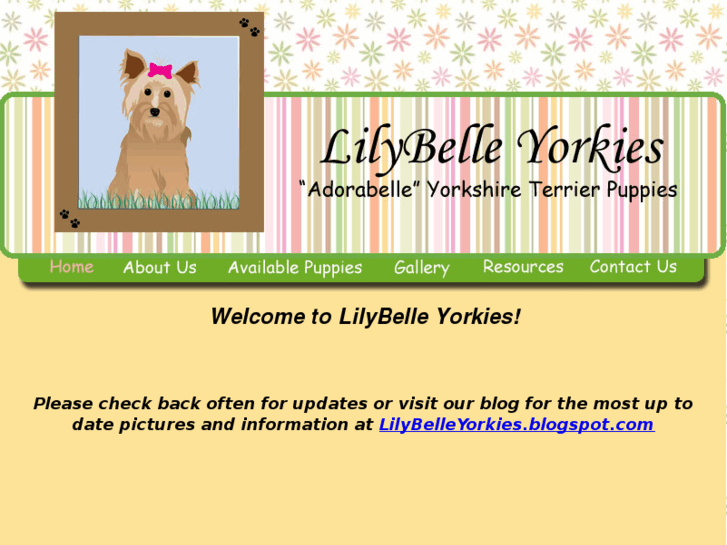 www.lilybelleyorkies.com