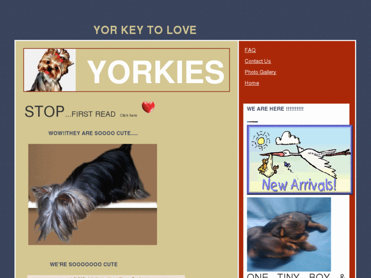 www.yorkeytoloveyorkies.com