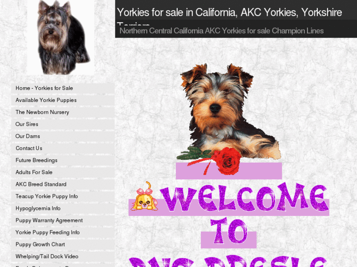 www.dngpresleyyorkies.com