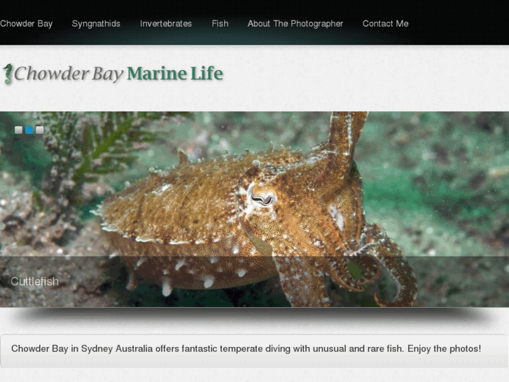 www.chowderbaymarinelife.com