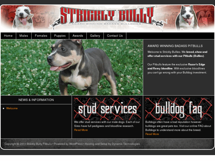 www.stricklybully.com