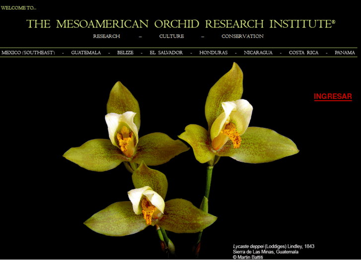 www.orquideasdemesoamerica.org