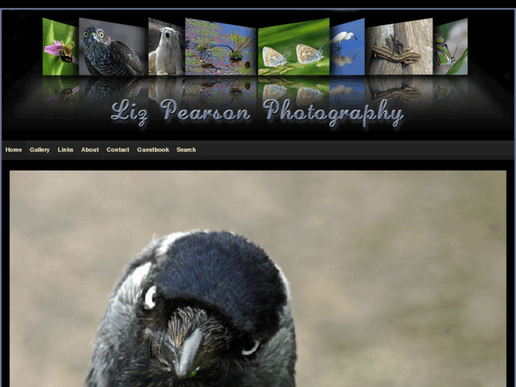 www.lizpearsonphotography.com