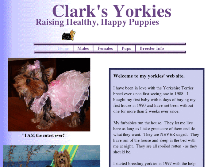 www.clarksyorkies.com