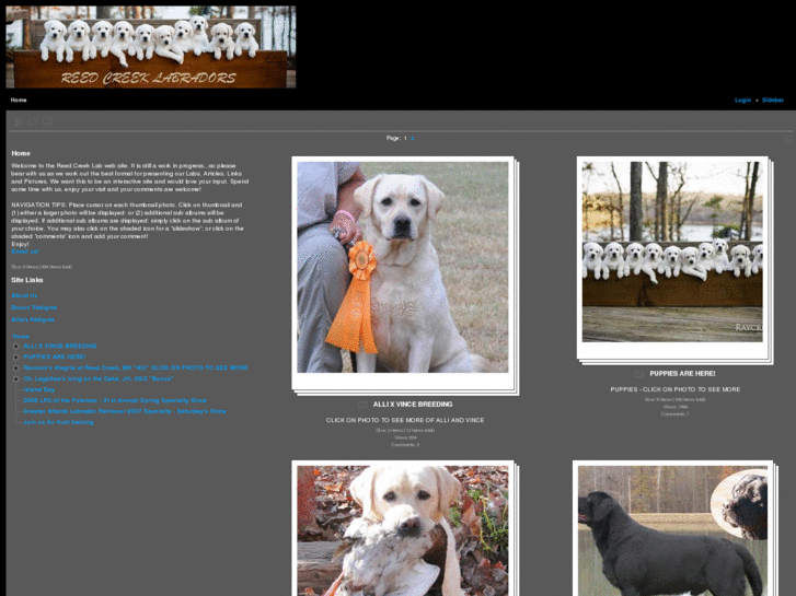 www.reedcreeklabradors.com