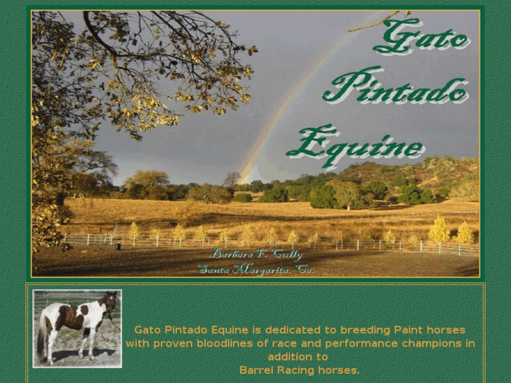 www.gatopintadoequine.com