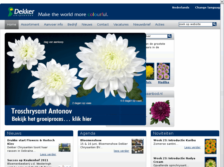 www.dekkerchrysanten.nl