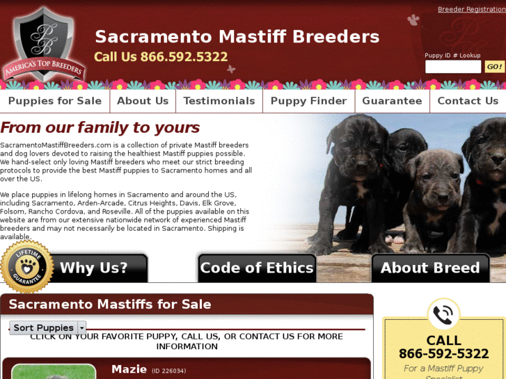 www.sacramentomastiffbreeders.com