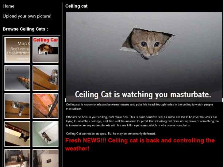 www.ceilingcat.com