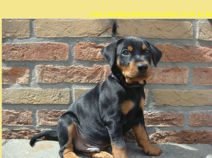 www.duitsepinscher.com