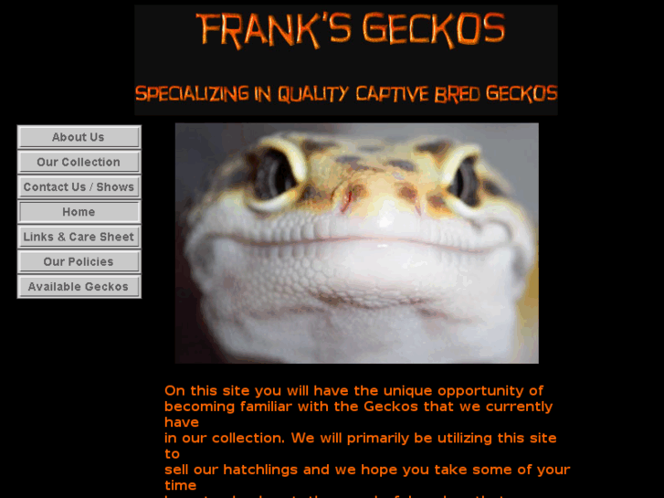 www.franksgeckos.com