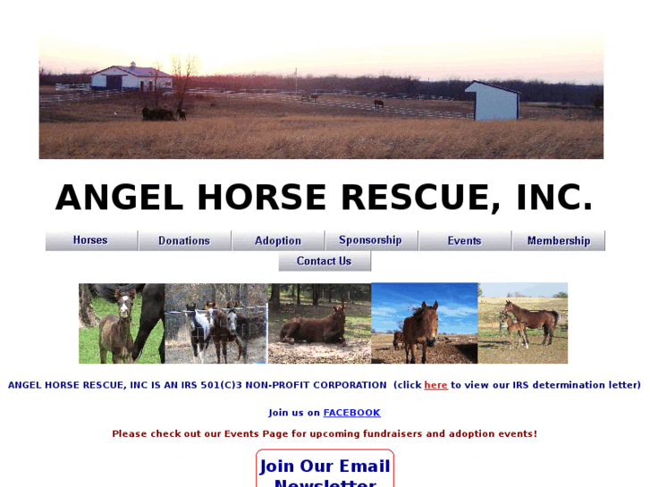 www.angelhorserescue.org