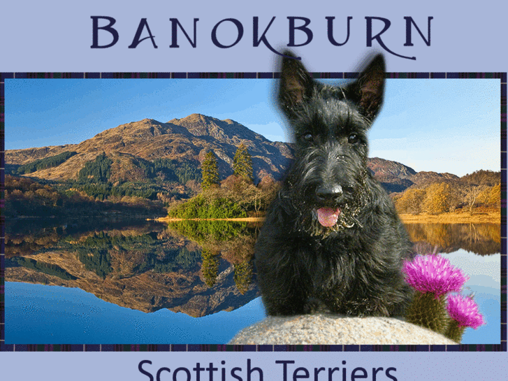 www.banokburnscottishterriers.com