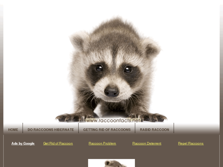 www.raccoonfacts.net