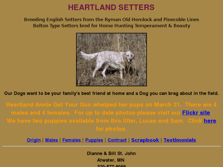 www.heartlandsetters.com