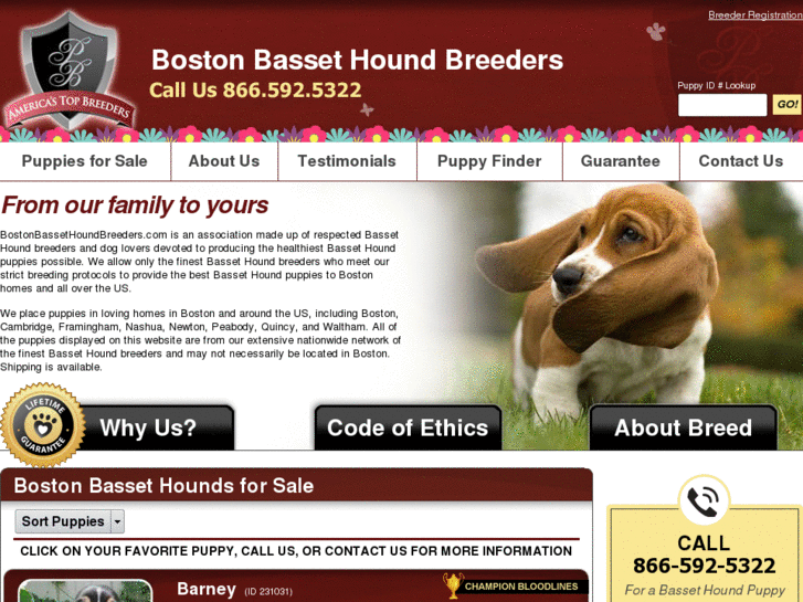 www.bostonbassethoundbreeders.com