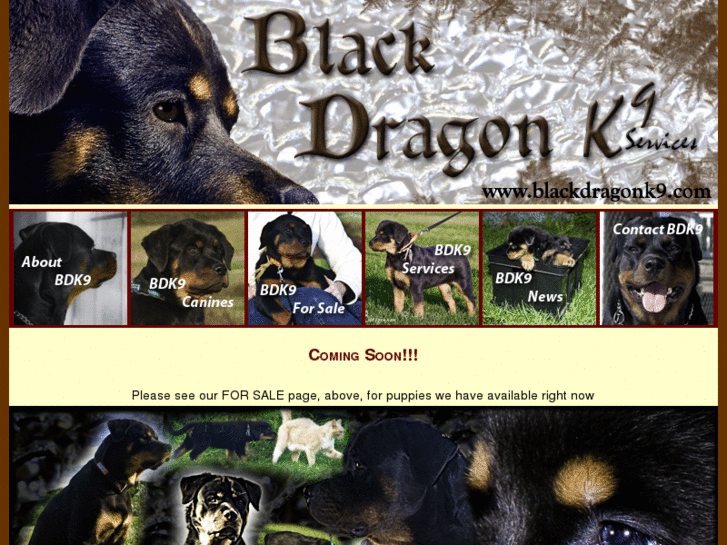 www.blackdragonk9.com