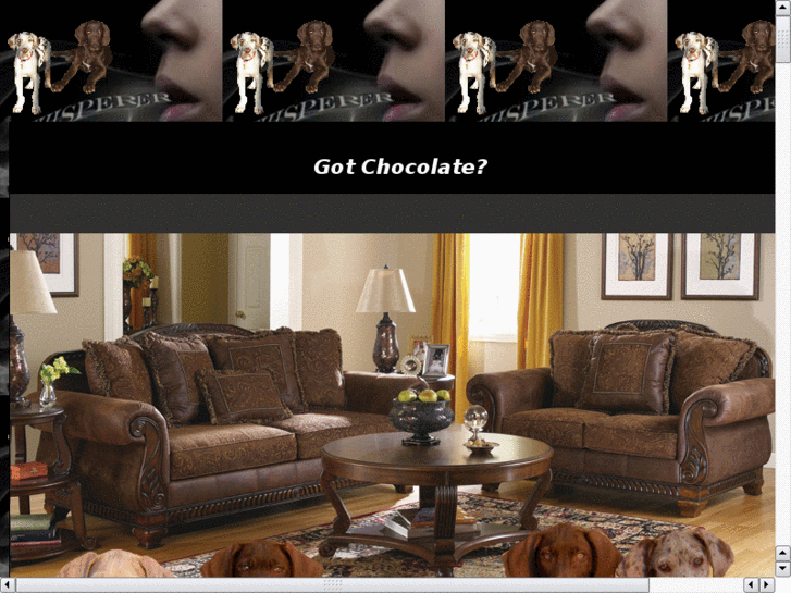 www.thechocolategreatdanepuppy.com