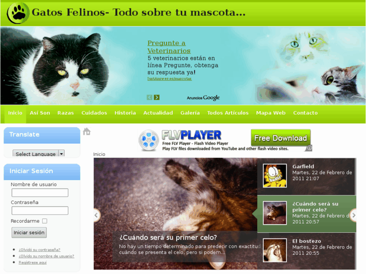 www.gatosfelinos.com
