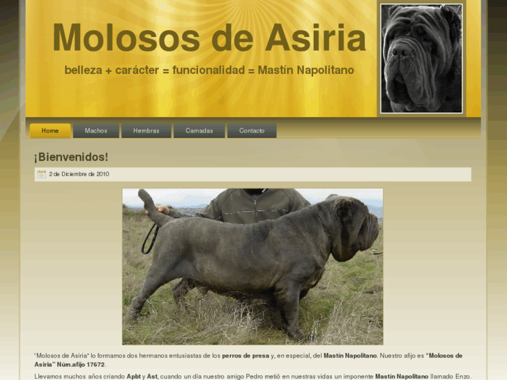 www.molososdeasiria.es