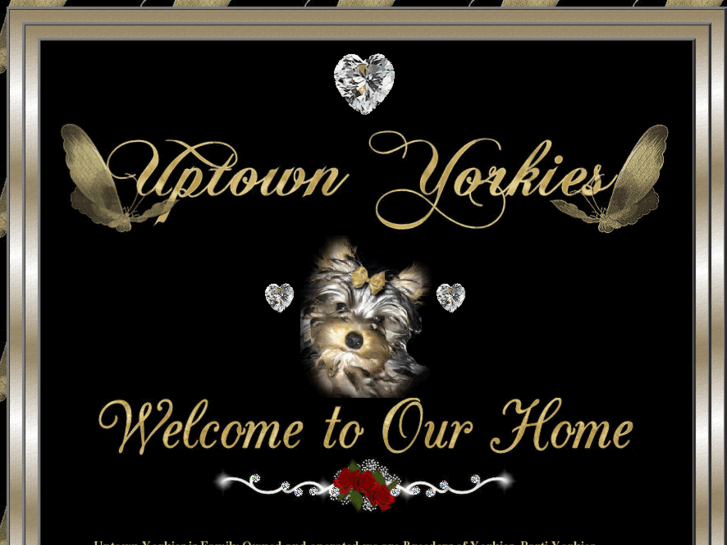 www.uptownyorkies.com