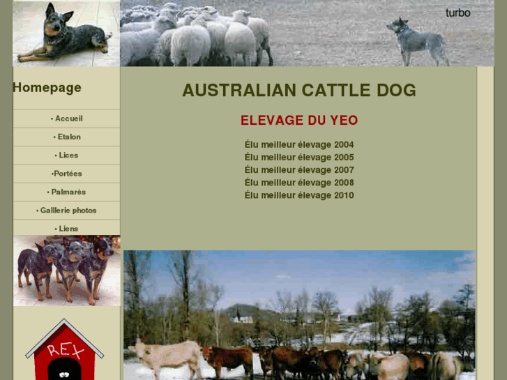 www.australians-cattledog.com