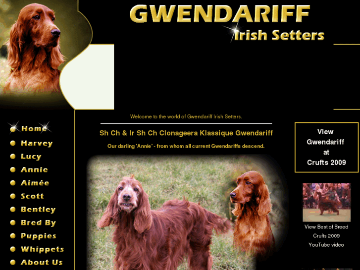 www.gwendariffirishsetters.com