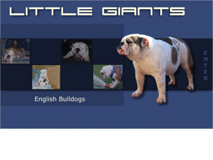 www.englischebulldogge.com