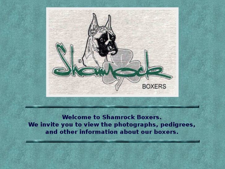 www.shamrockboxers.com